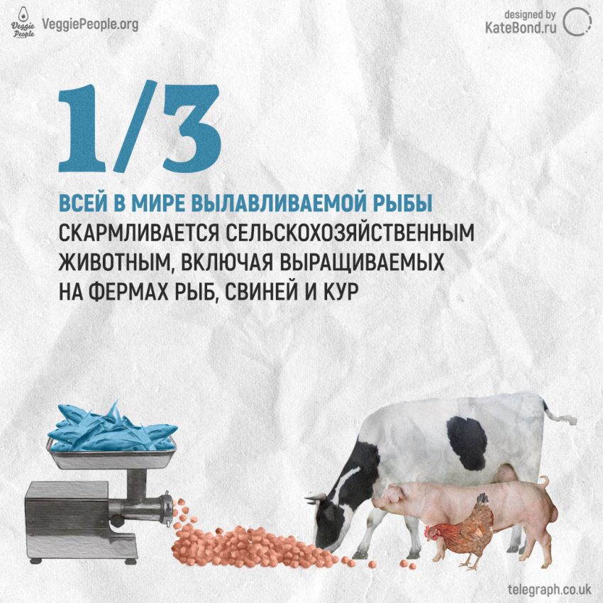 Инфографика VeggiePeople.prg: есть рыбу — экологично?