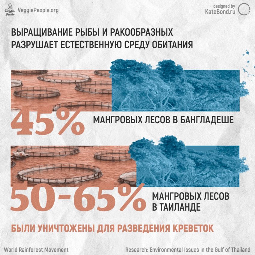 Инфографика VeggiePeople.prg: есть рыбу — экологично?