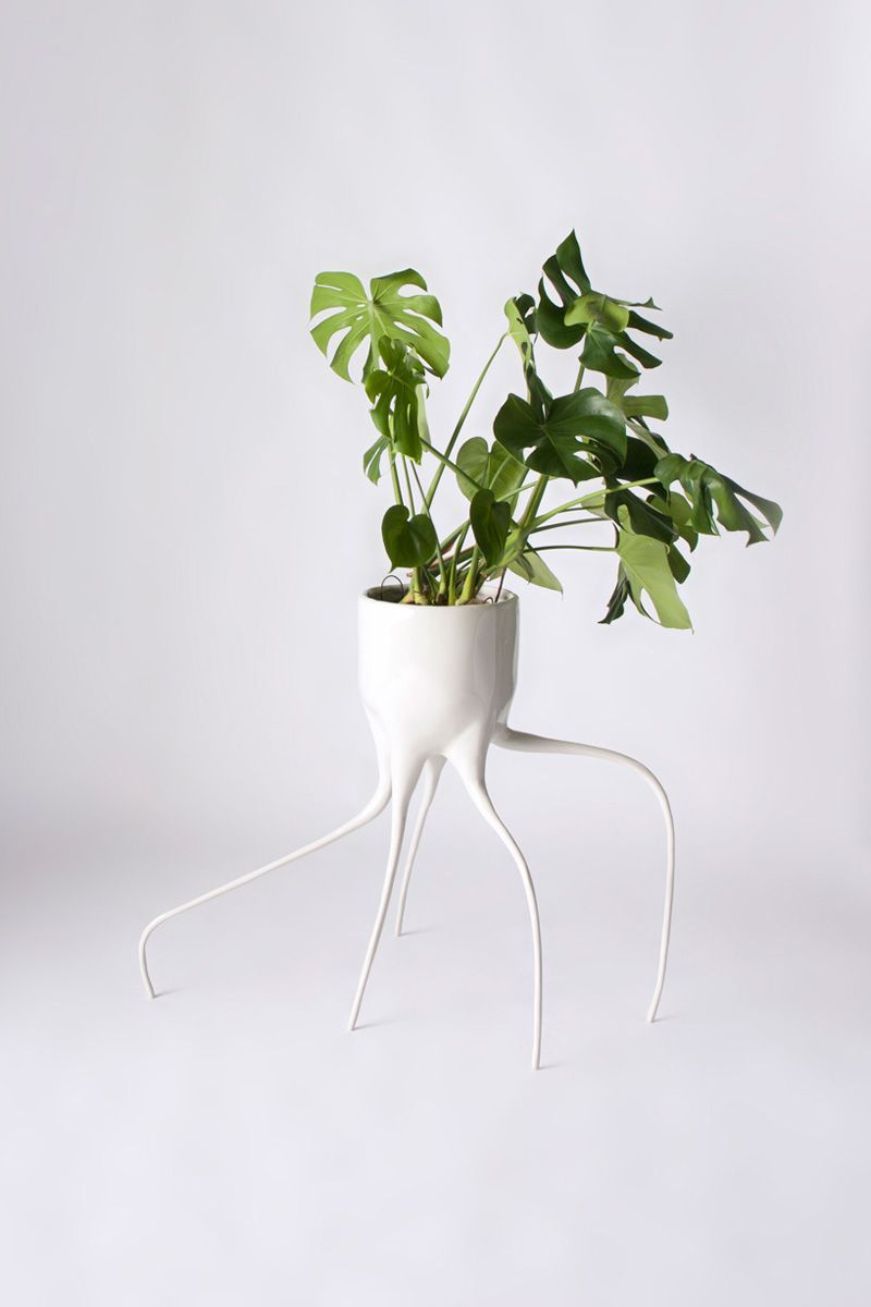 Горшки Monstera