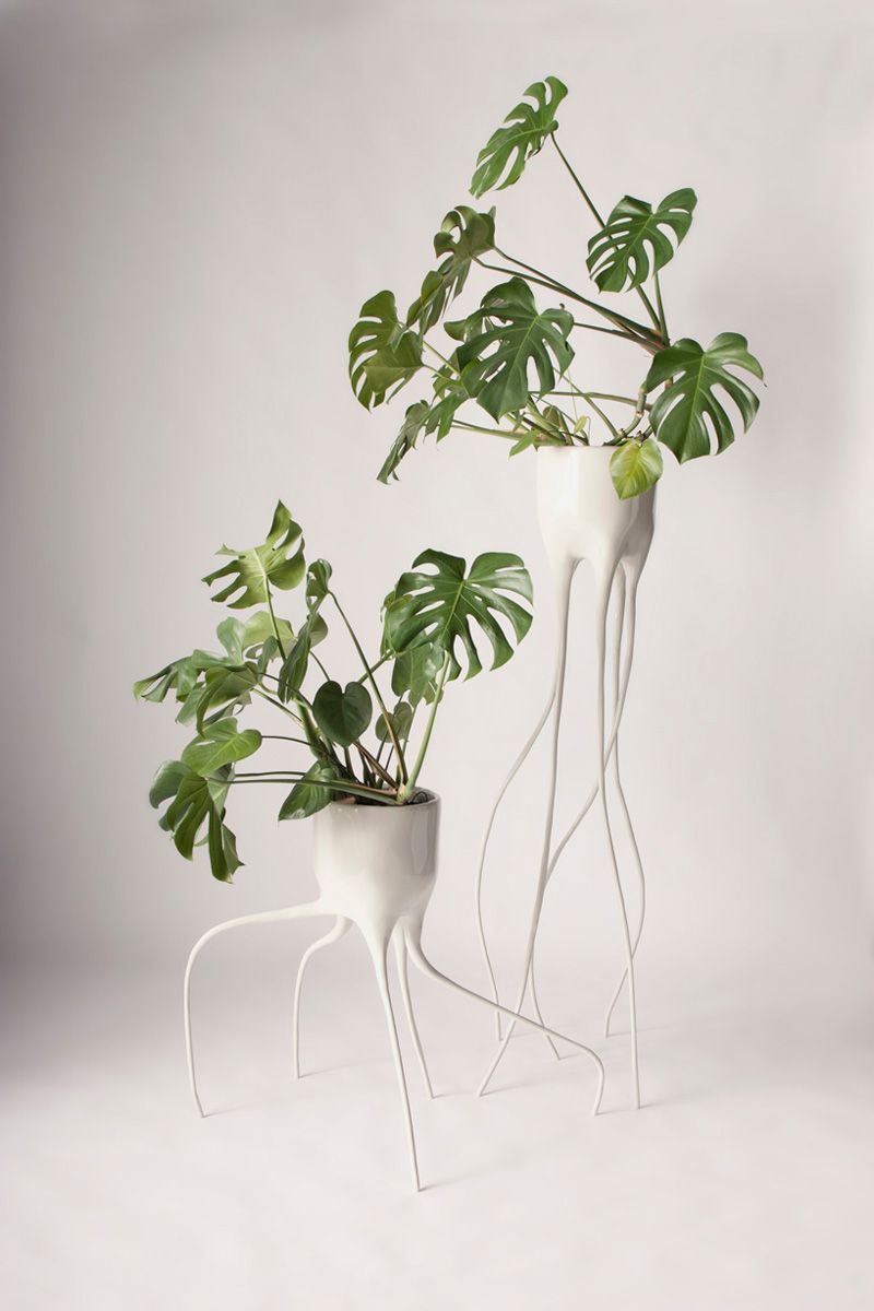 Горшки Monstera