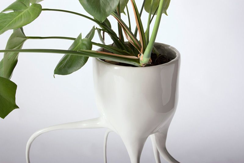 Горшки Monstera
